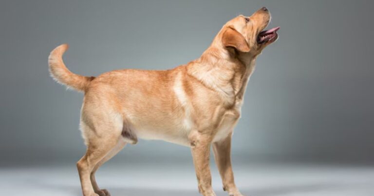 Red Golden Retriever