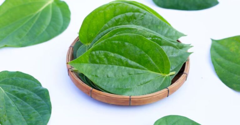 Betel Leaf