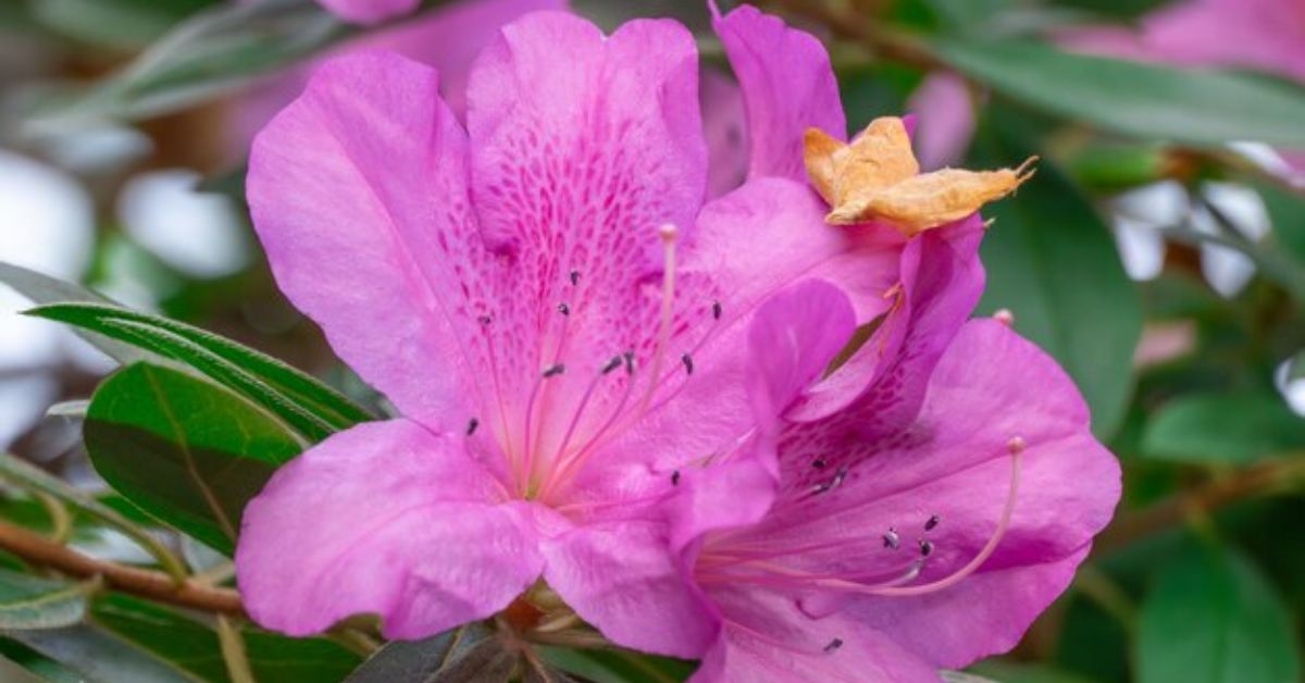 Azalea Flower