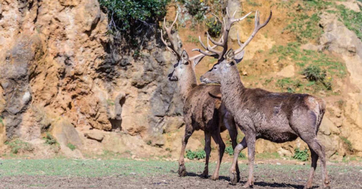 Monster Muleys